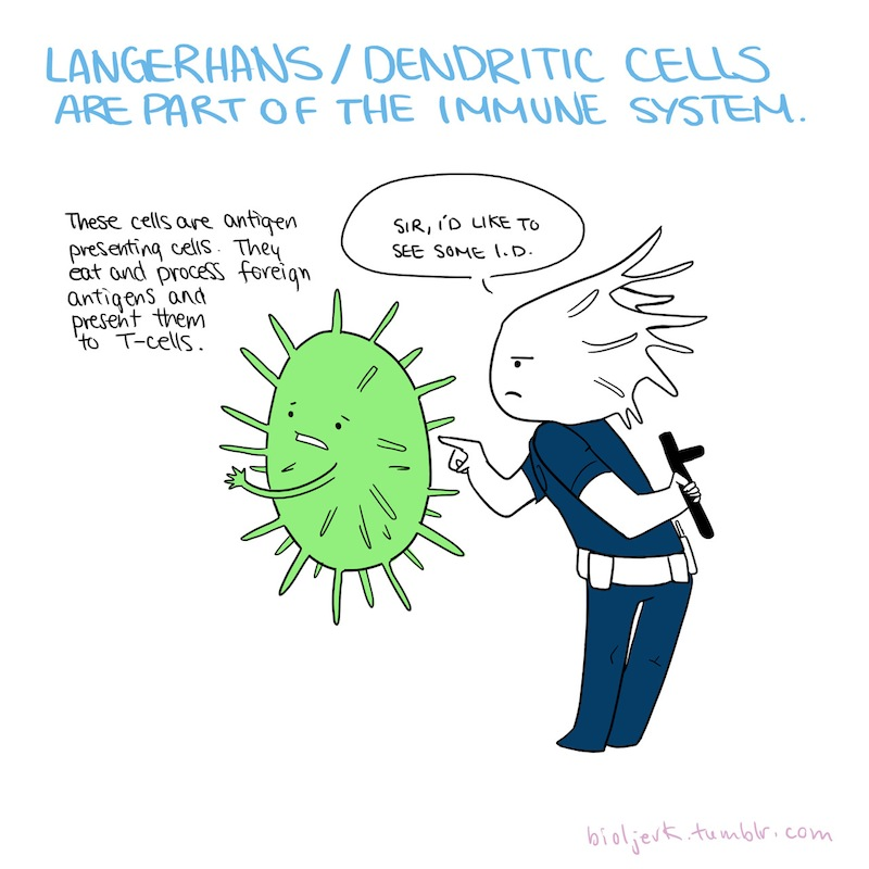 Illustration for article titled Learn the basics of cell biology with these adorable science comics